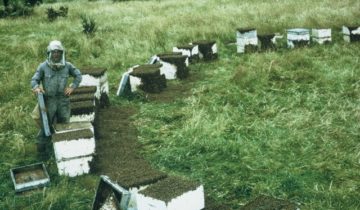 Why are there bees in front of these hives?