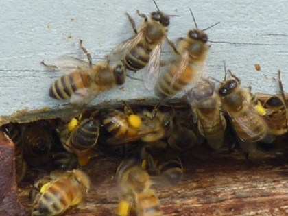 Bees on entrance